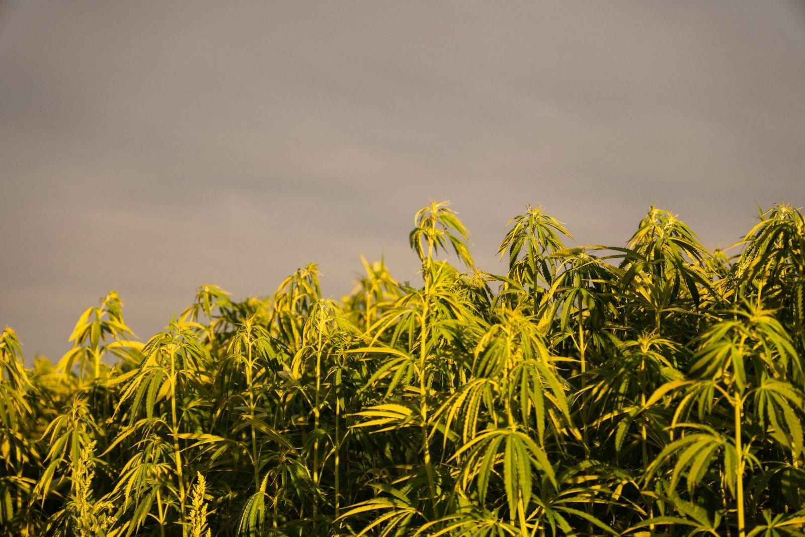 Industrial hemp plants growing tall in golden afternoon light
