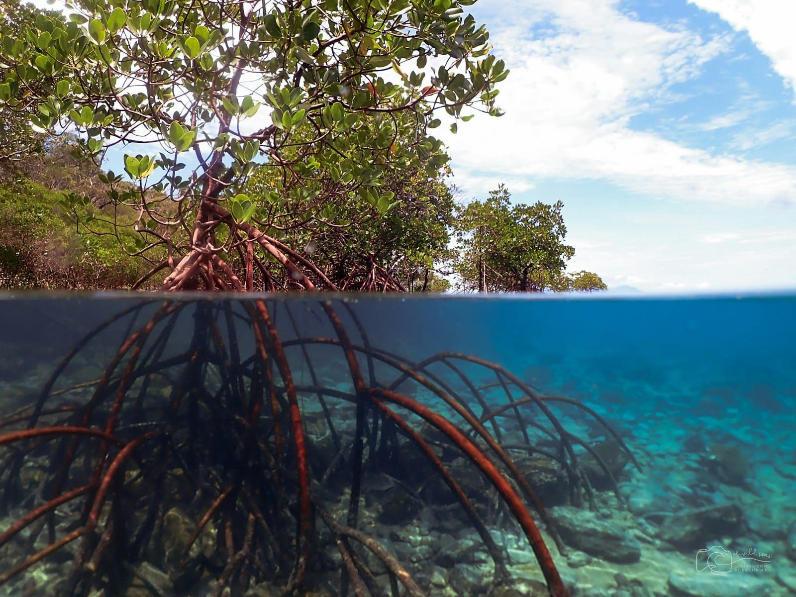 Mangrove roots seen above and below the waterline in clear shallow water