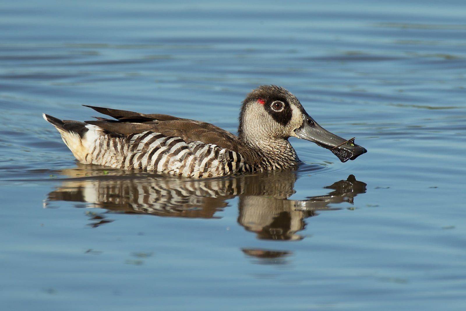 A pink eared duck on still water, zebra stripes sharp, the soft flap at the tip of its remarkable bill in view, photographed by JJ Harrison