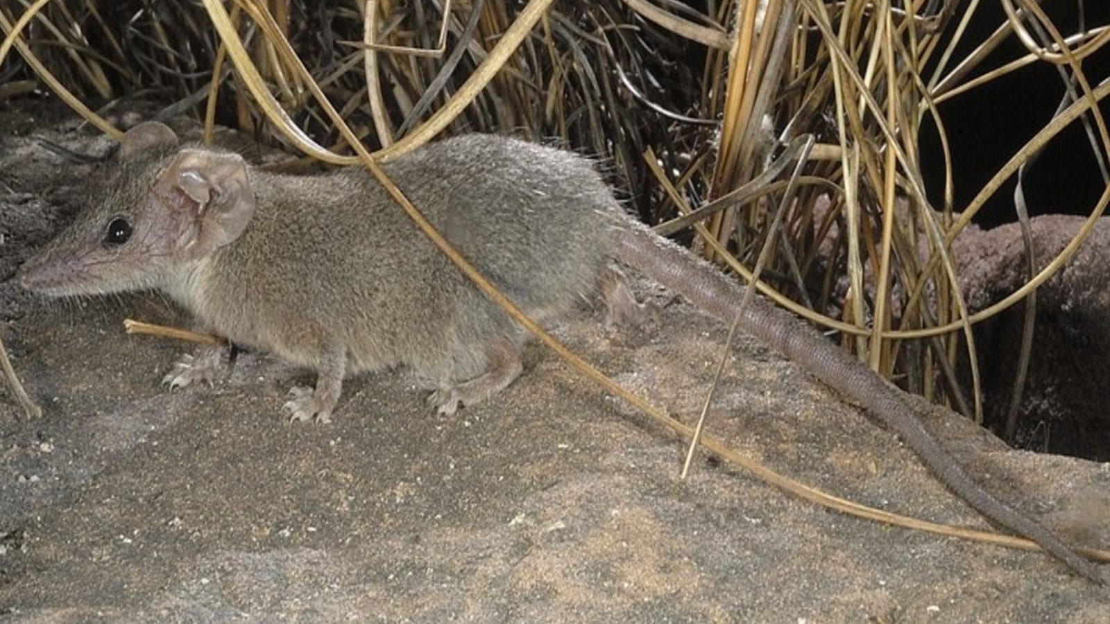One tiny marsupial turned out to be four
