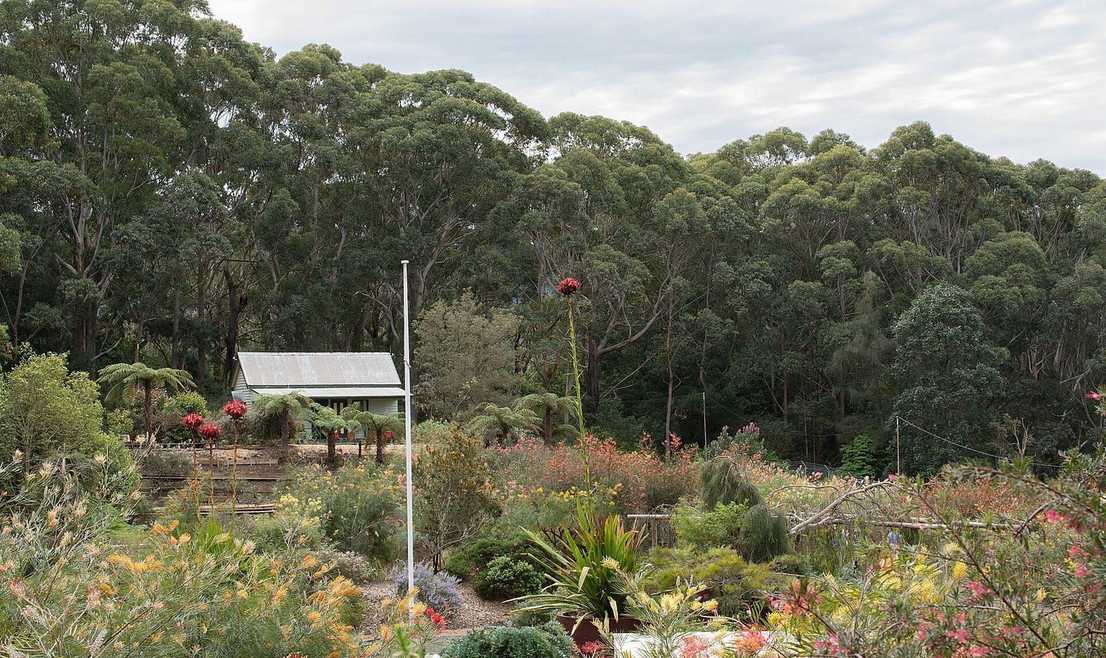 A honeyeater feeding on a red grevillea flower in a suburban garden
