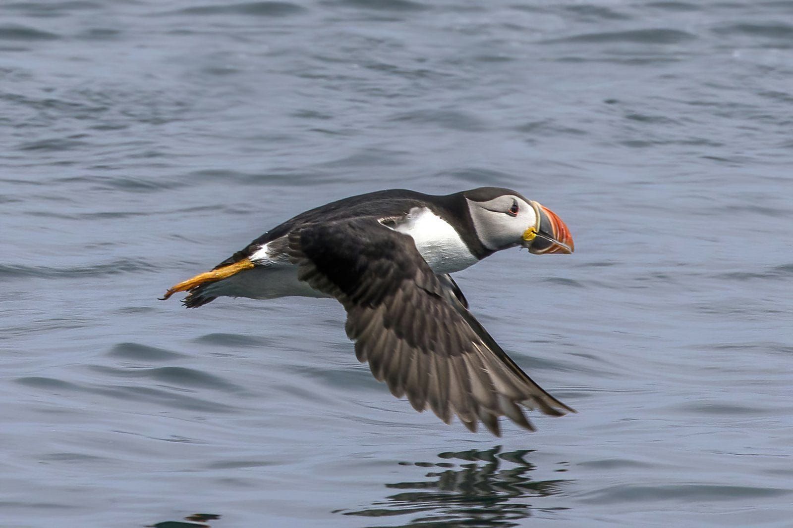 An Atlantic puffin skimming low over the sea, wings spread, photographed by Charles J. Sharp; a stand in for the Dorset colony
