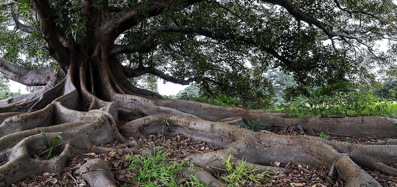 A vast Moreton Bay fig at Queens Park, its canopy spread wide and its buttress roots spilling across the grass