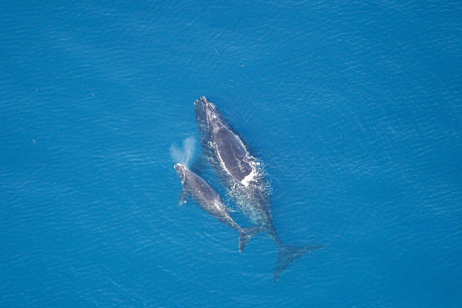 A North Atlantic right whale and her calf at the surface of blue water, seen from above, the mother’s blow still hanging in
