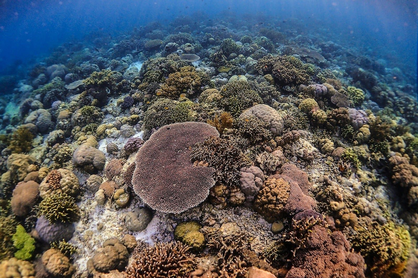 A wide, colourful coral reef in clear blue water