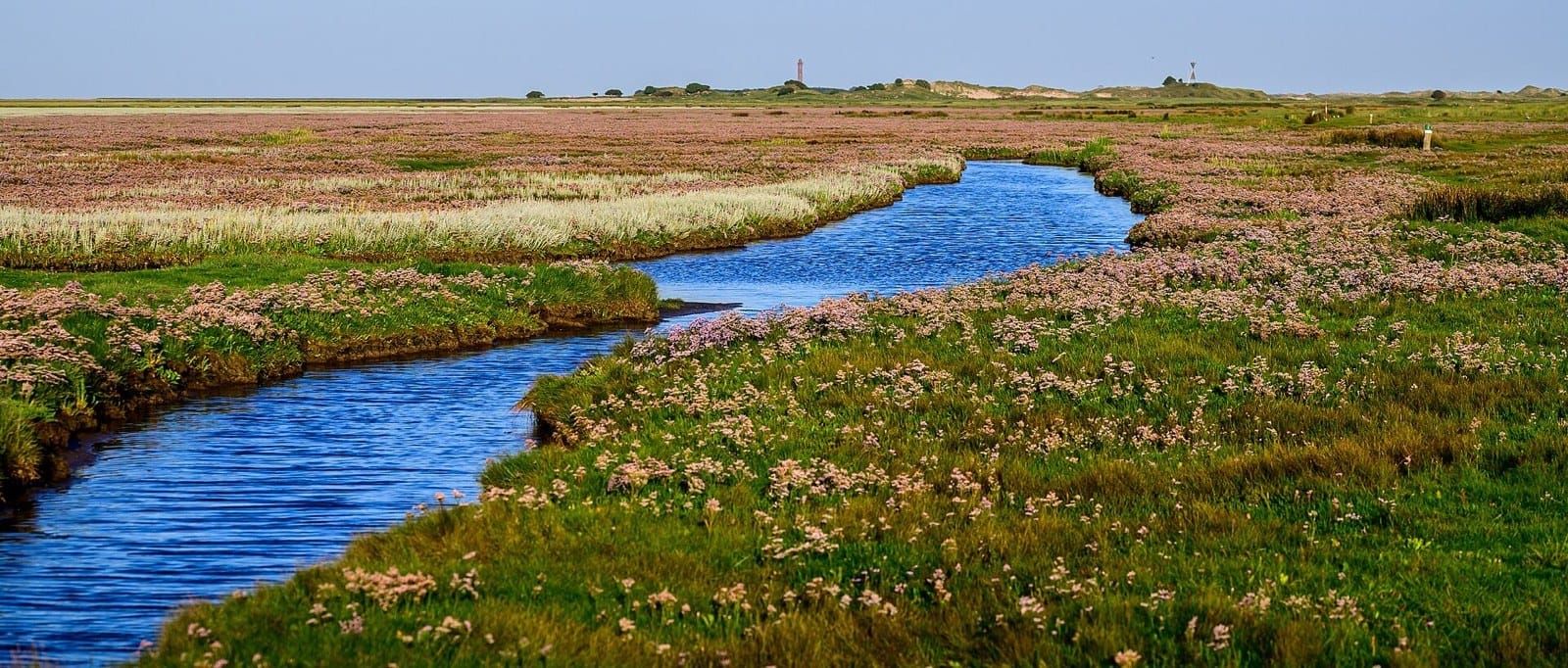 A blue creek winding through saltmarsh in full sea lavender bloom