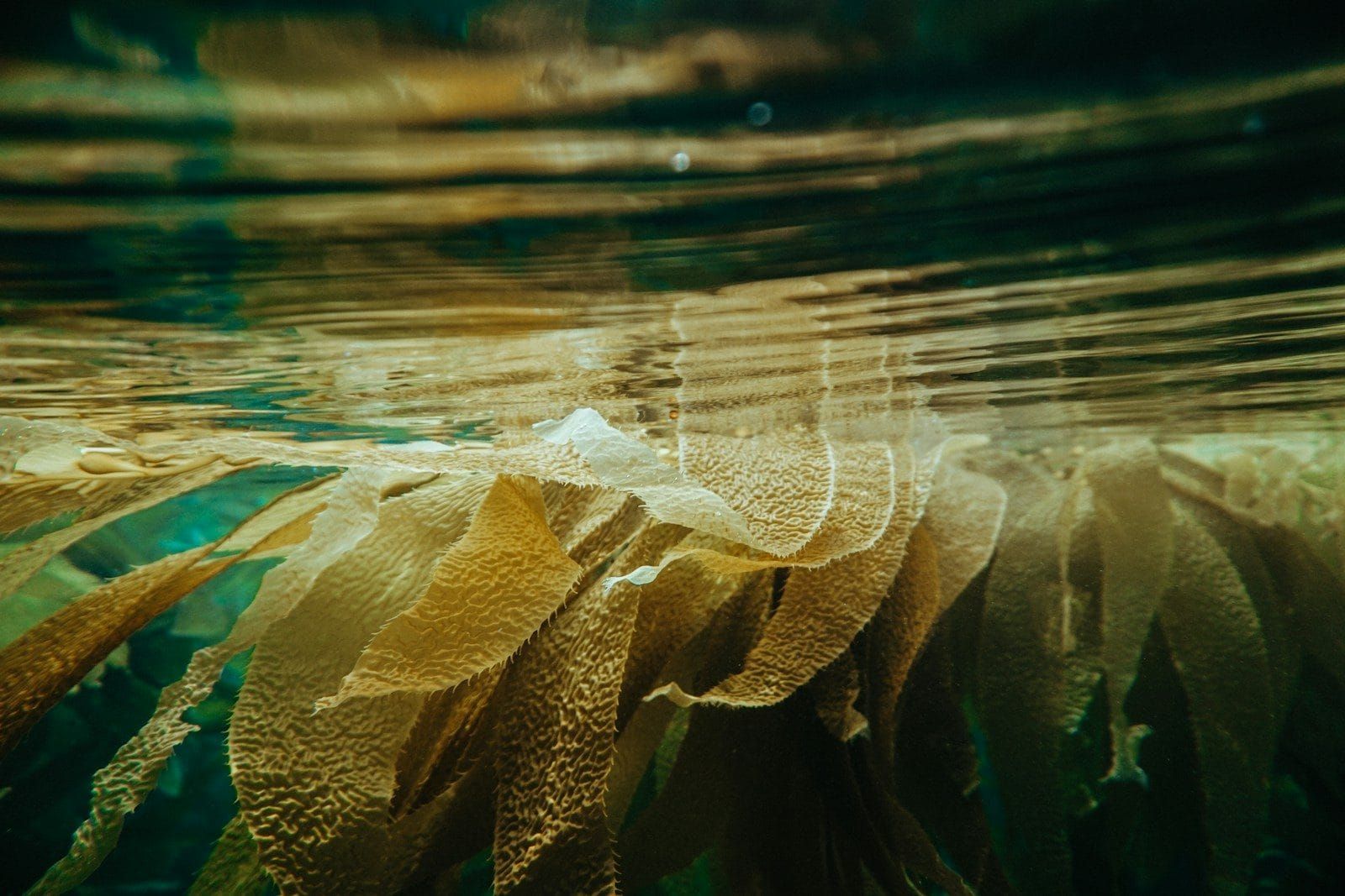 Giant kelp fronds reaching up through clear cold water towards the light