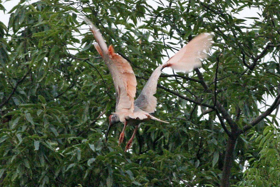 A toki, the Japanese crested ibis, taking flight with its pink underwings spread against green leaves