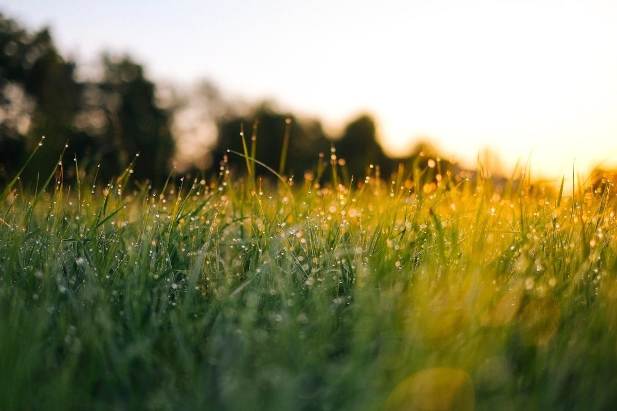 Dew clinging to long grass in golden morning light