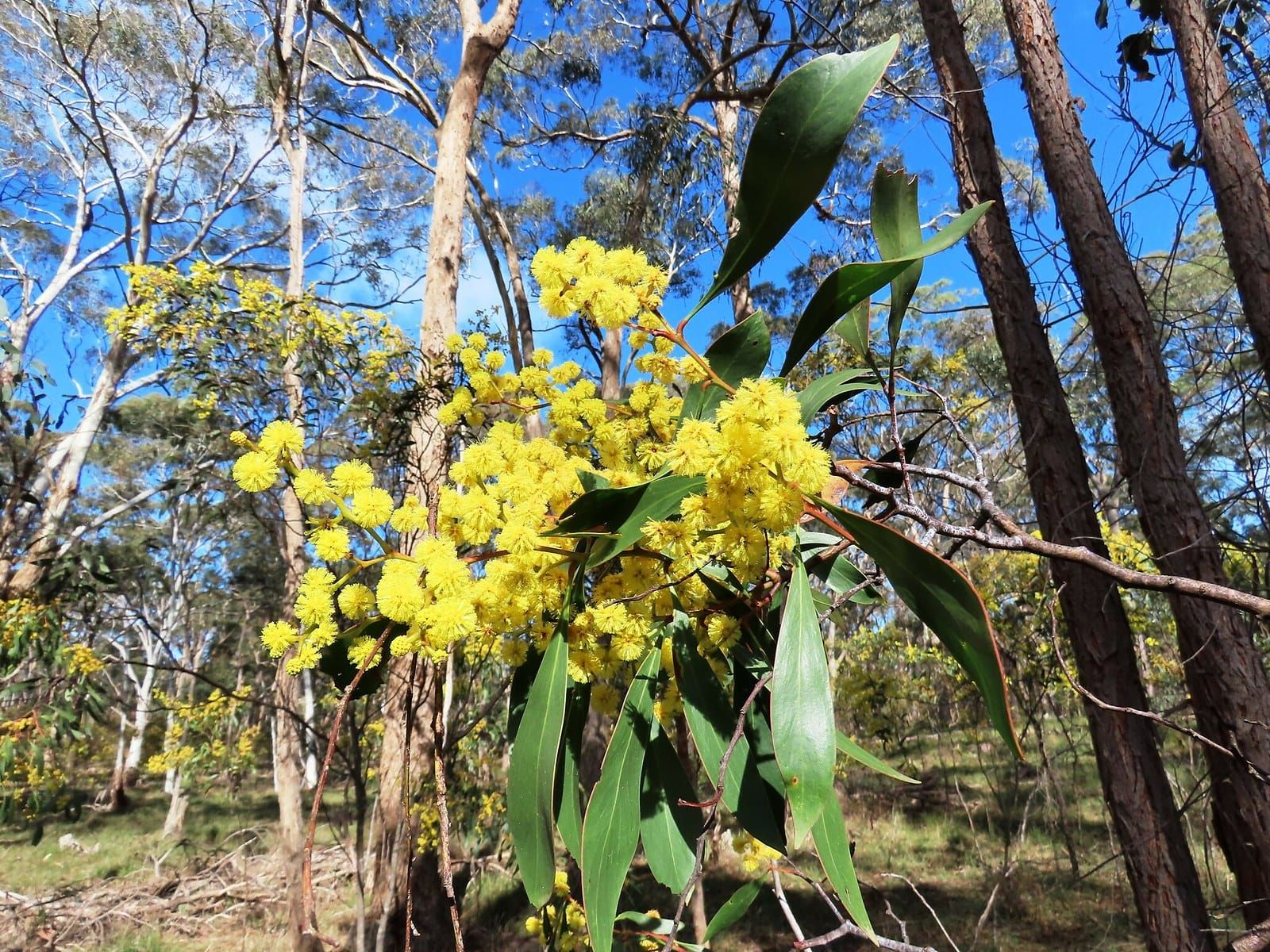 Golden wattle in full bloom, with eucalypt trunks and blue sky behind it
