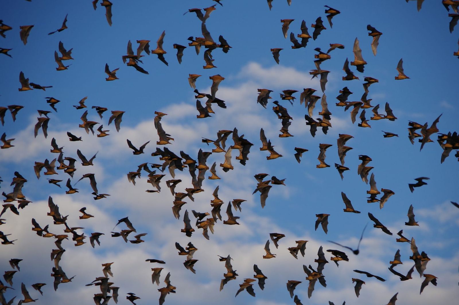 Hundreds of Mexican free tailed bats streaming across a blue sky.