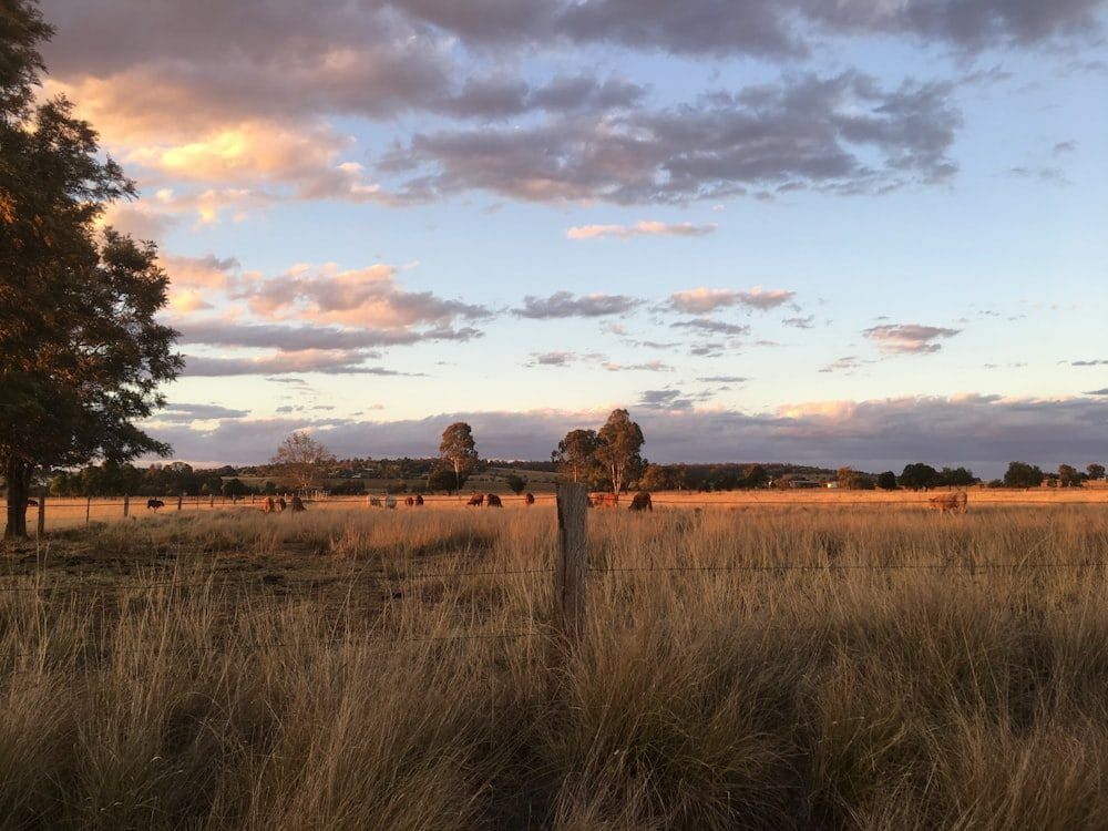 Golden Australian pasture at sunset with cattle grazing beyond a wire fence