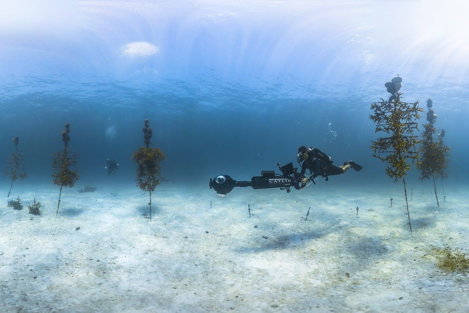 Coral nursery trees standing on white sand underwater, with a diver among them