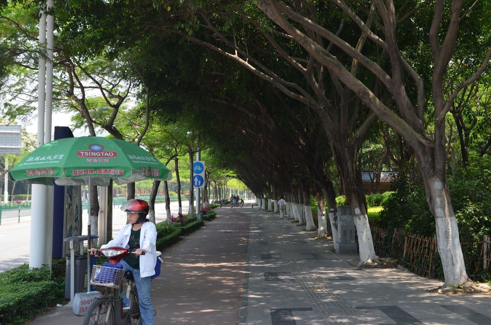 A tree lined cycle lane in Xiamen, China