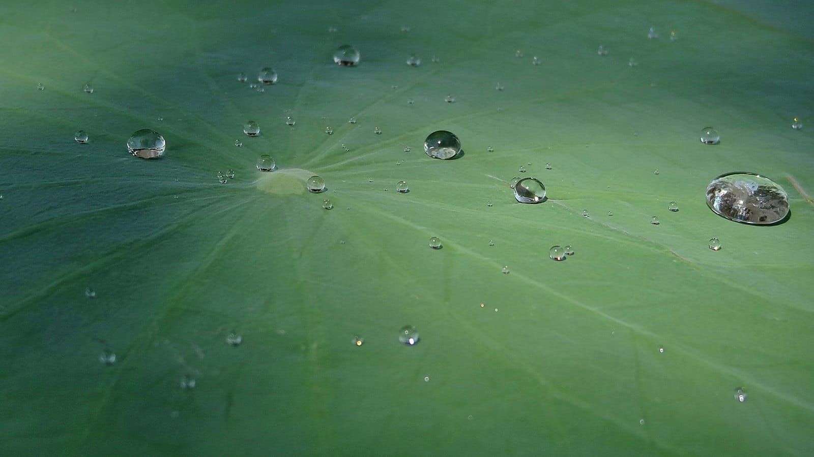 Water droplets beading on a green lotus leaf
