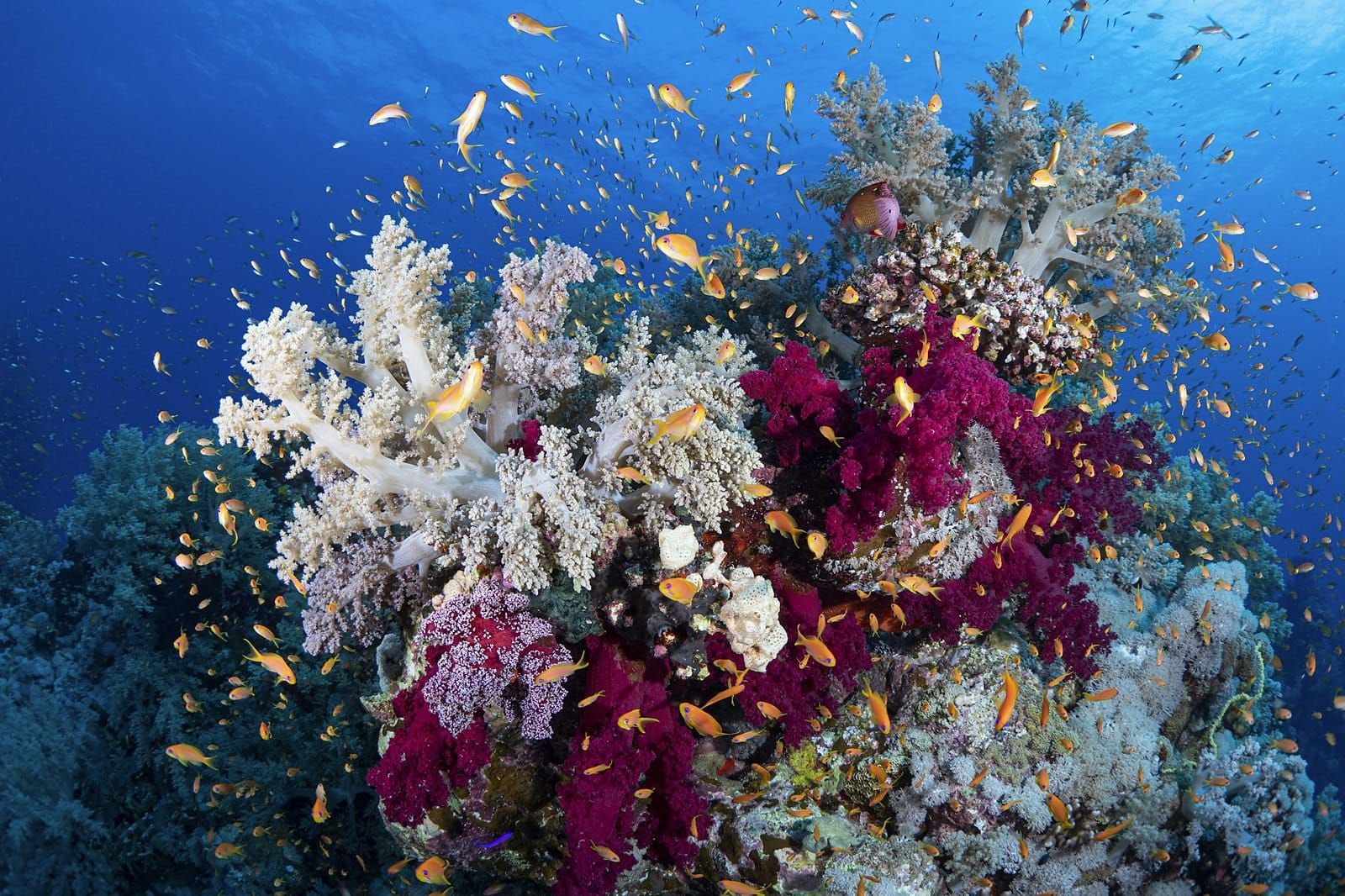 Soft corals in full colour on a reef, small orange fish around them