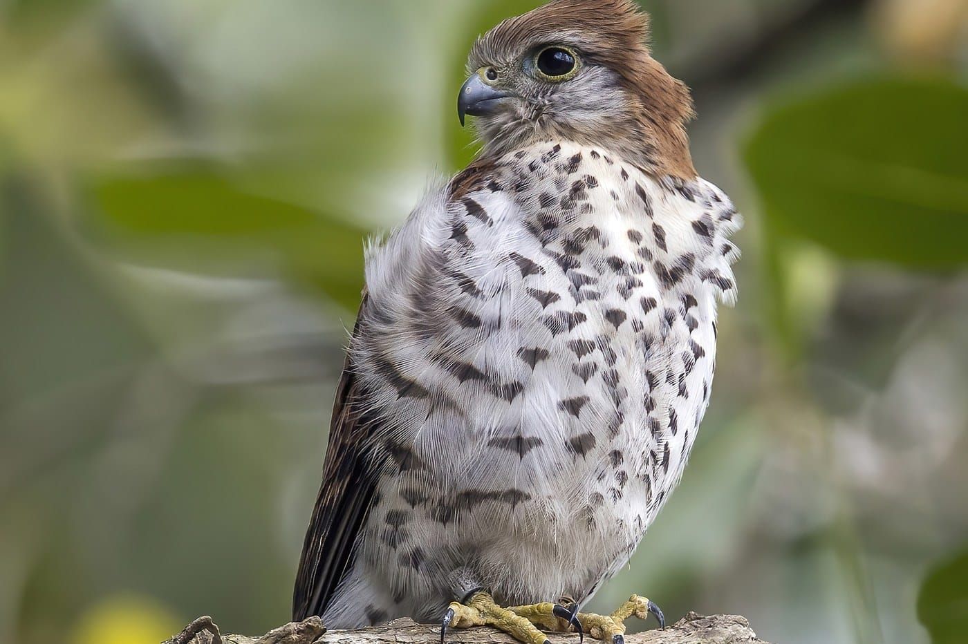 A Mauritius kestrel perched on a branch, chestnut crown and spotted white breast
