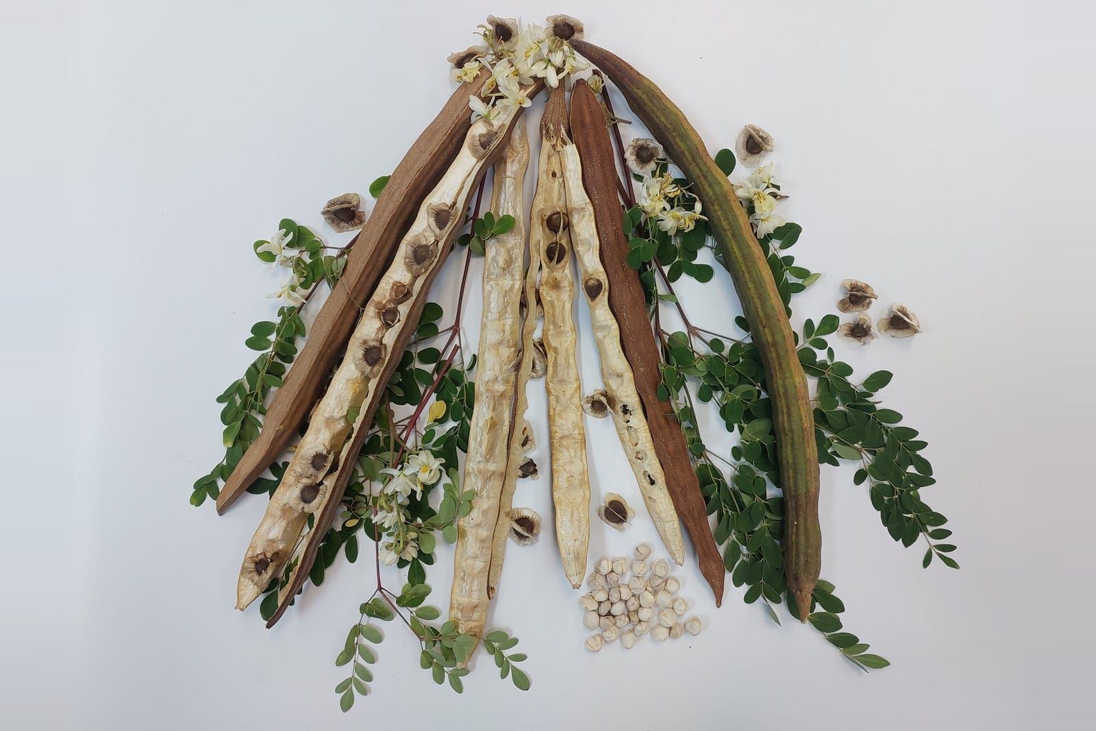 Moringa pods split open to show their seeds, laid out with leaves, white flowers and a small pile of shelled seeds on a white background