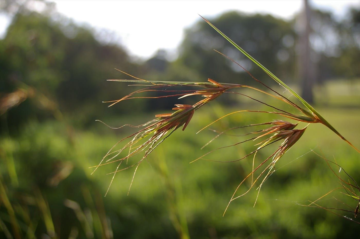 Kangaroo grass in seed, its dark seed heads catching the light