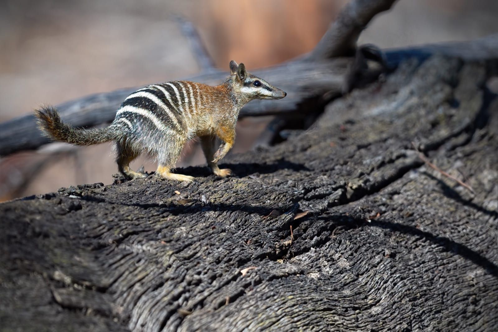 A numbat on a log in Dryandra Woodland, Western Australia