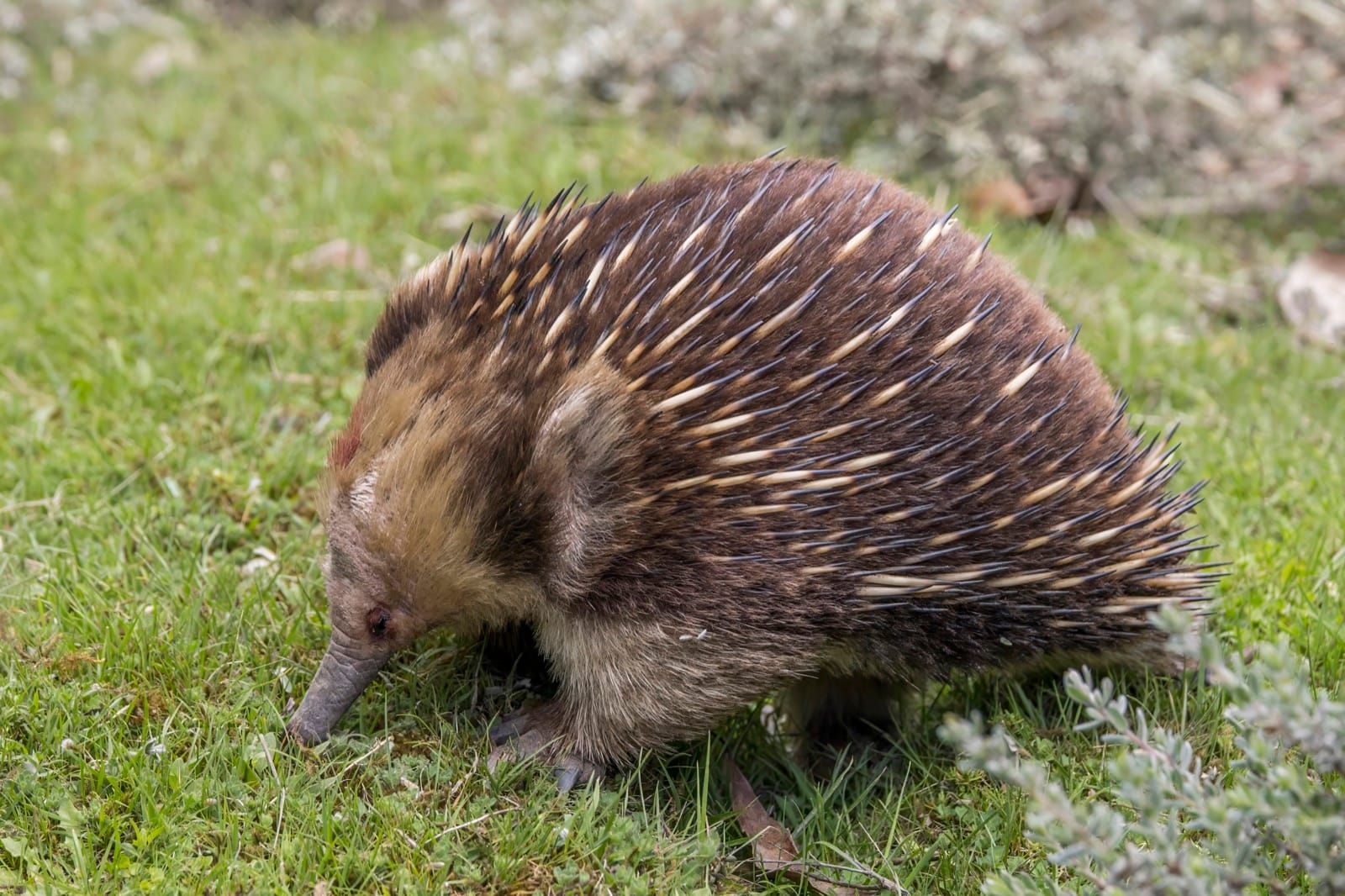 A Tasmanian echidna foraging near Scottsdale