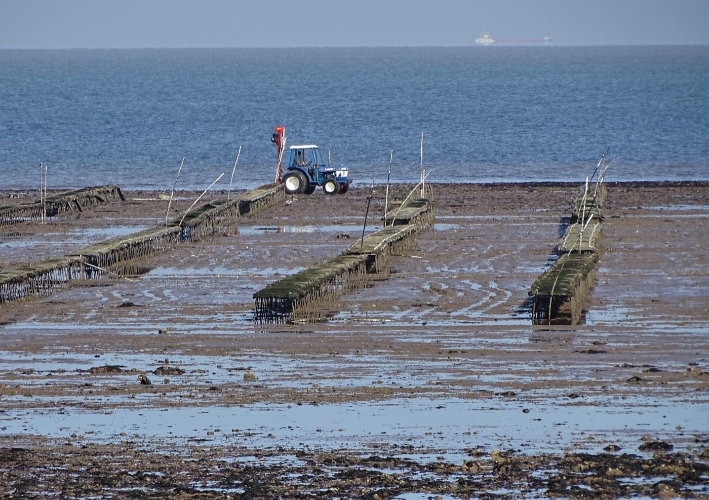 Oyster beds exposed at low tide at Whitstable on the English coast