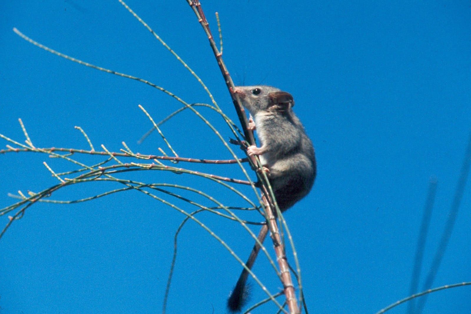 A small grey marsupial with a long dark tipped tail clinging to a thin branch against a blue sky