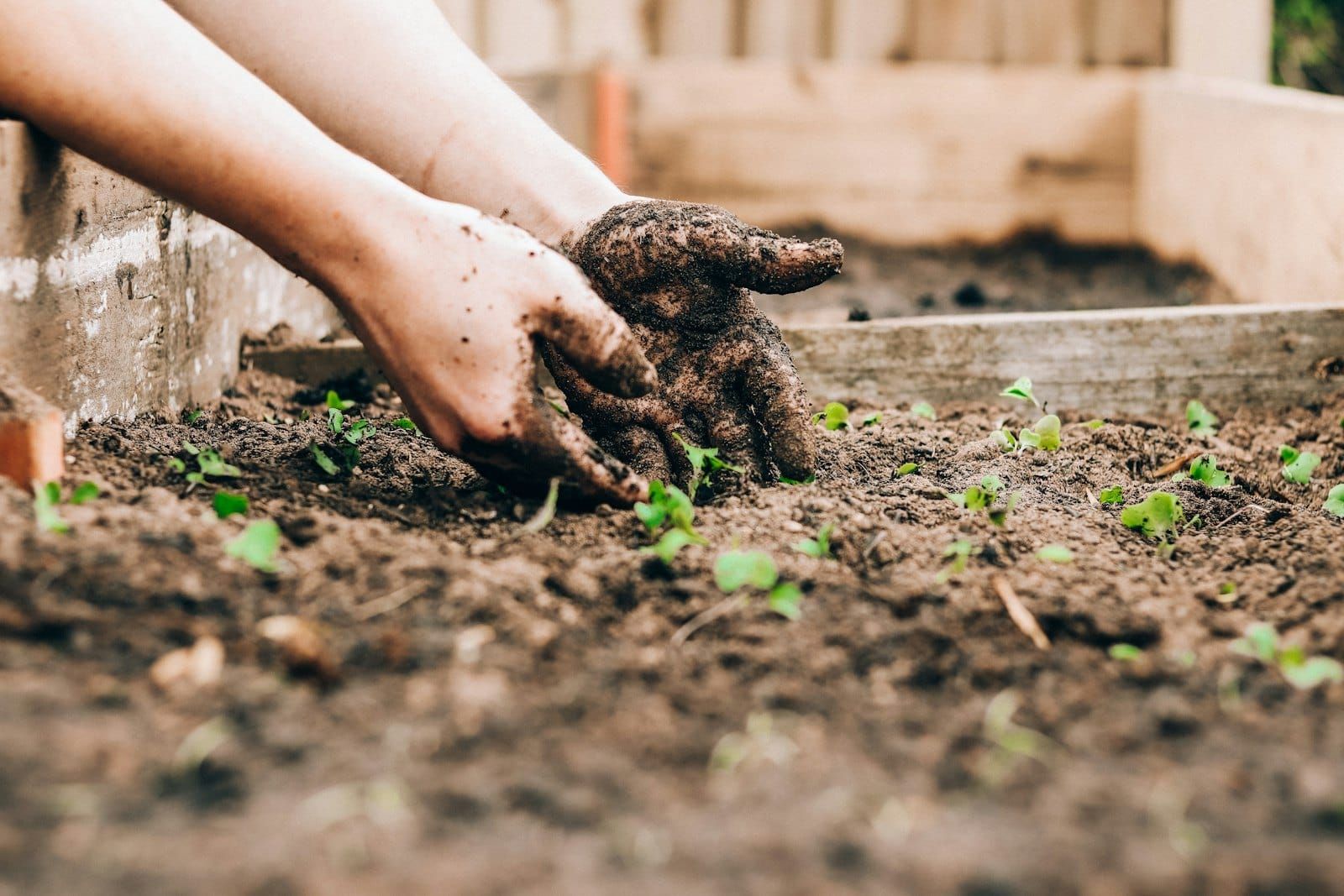 Two hands planting small seedlings in dark garden soil
