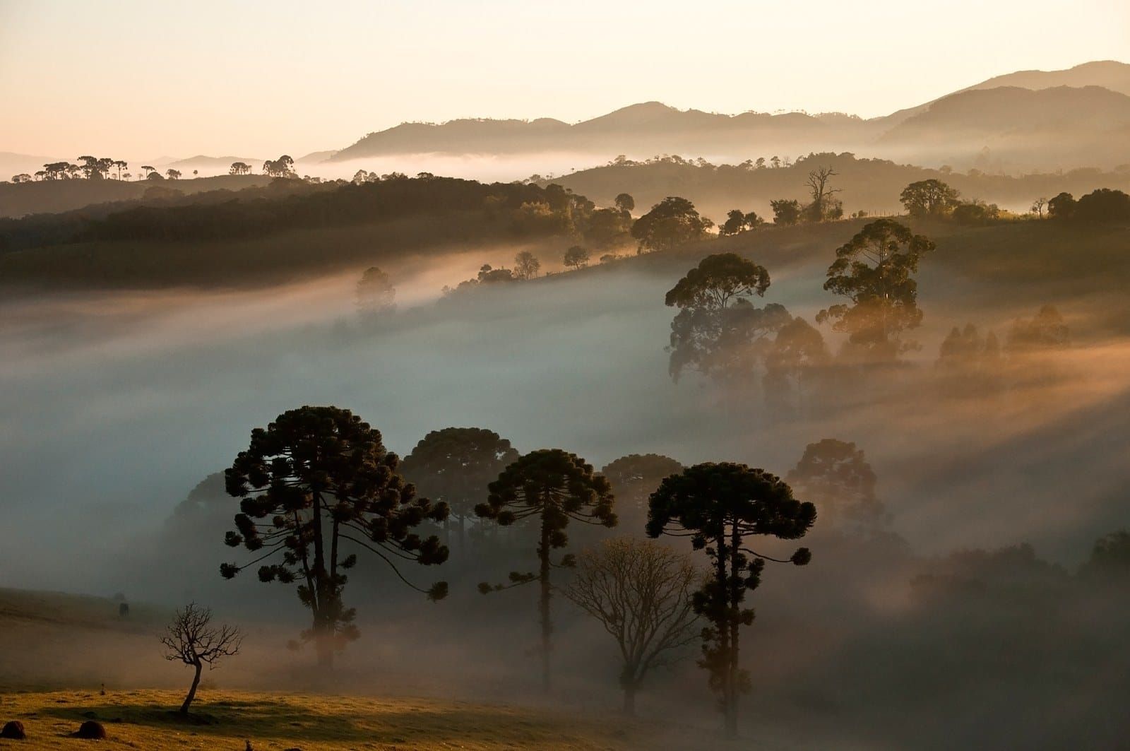 Araucaria pines standing in morning mist in southern Brazil