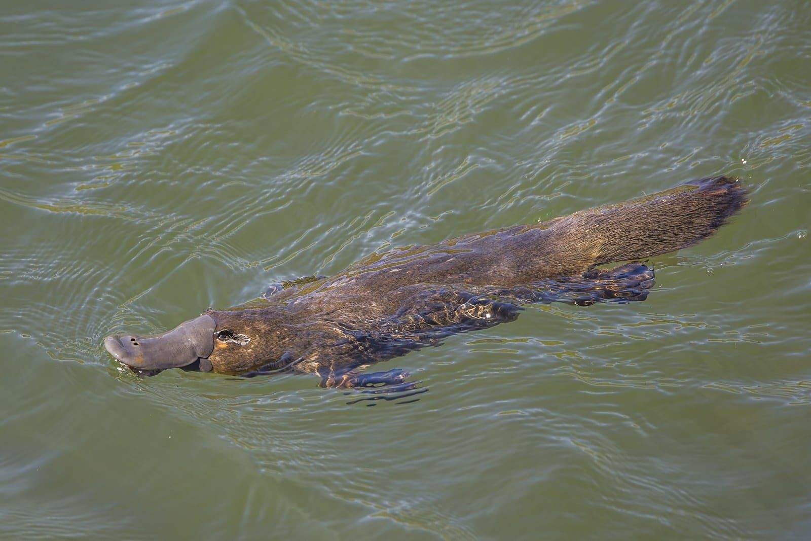 A platypus swimming at the surface of a river, bill and eyes above the water