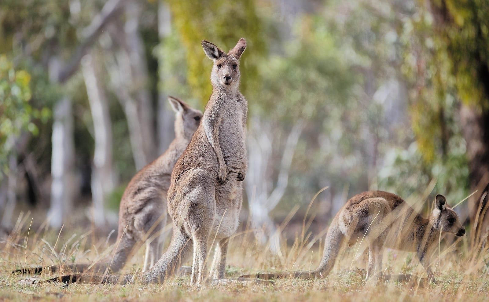 Eastern grey kangaroos standing in dry grass at Majura Nature Reserve near Canberra