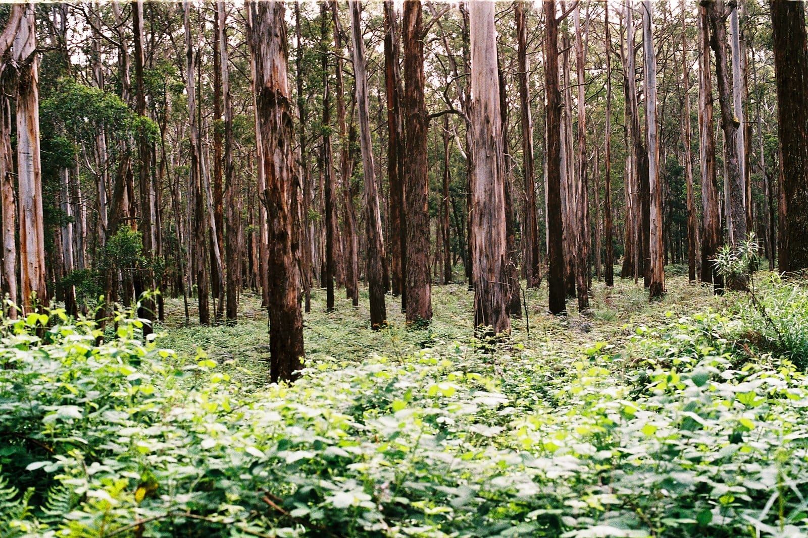 Tall straight eucalypt trunks in the Wombat State Forest with bright green undergrowth