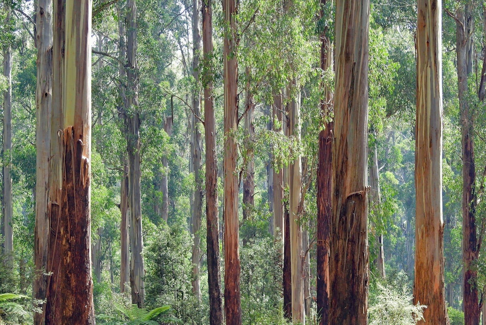 Tall eucalypts in a Victorian forest at Kallista