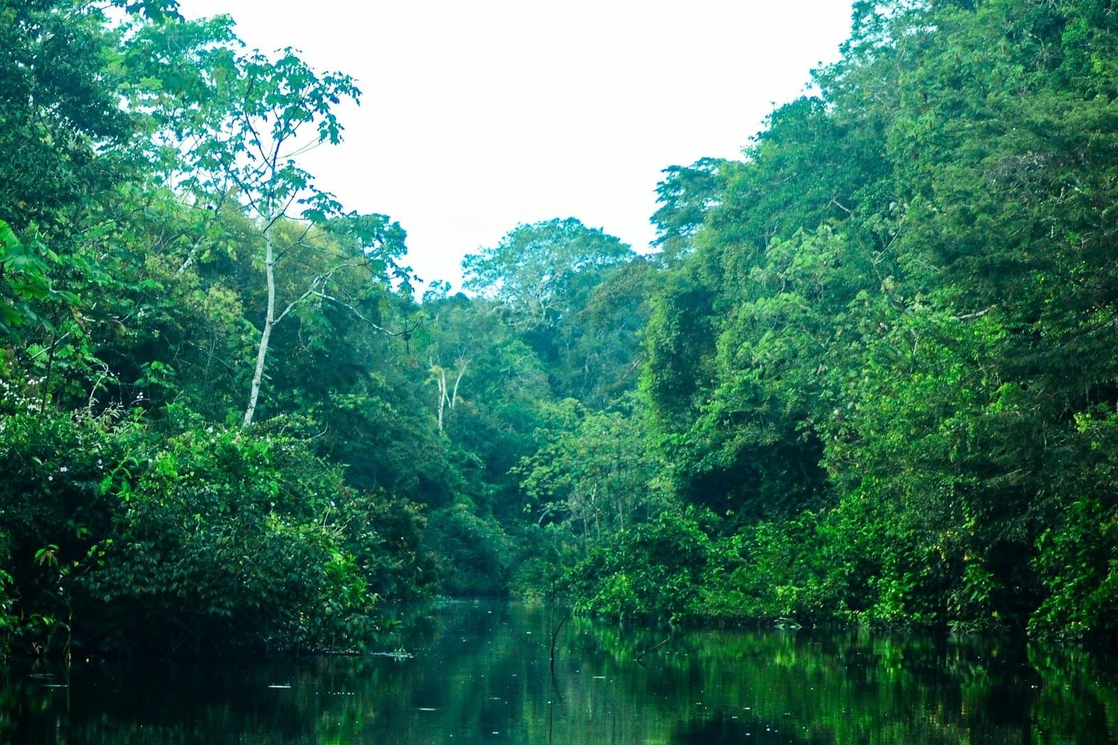 A river running between walls of rainforest under a pale sky