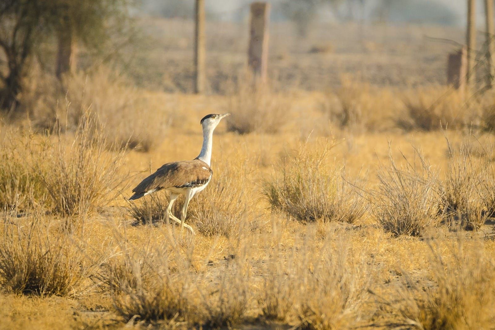 A tall grey and brown bustard striding through dry golden grass
