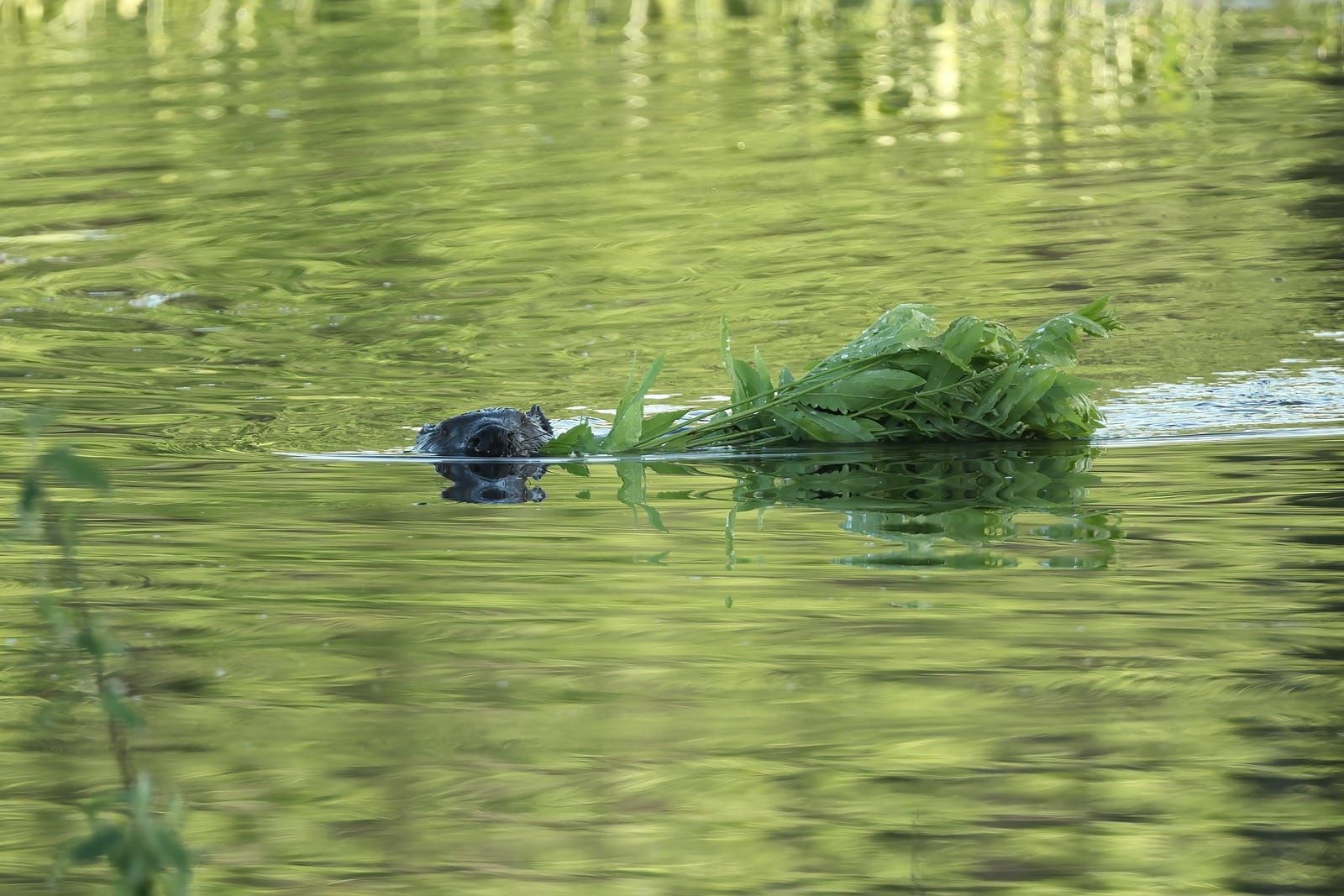 A beaver swimming across green water with a bundle of leafy branches