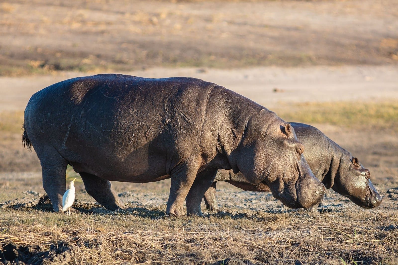 A group of hippos grazing on a riverbank in golden evening light