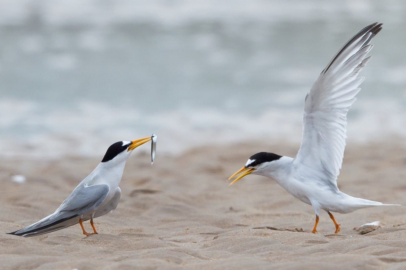 Two little terns on the sand at Long Nanny, one holding a small fish in its beak, the other with its wings raised