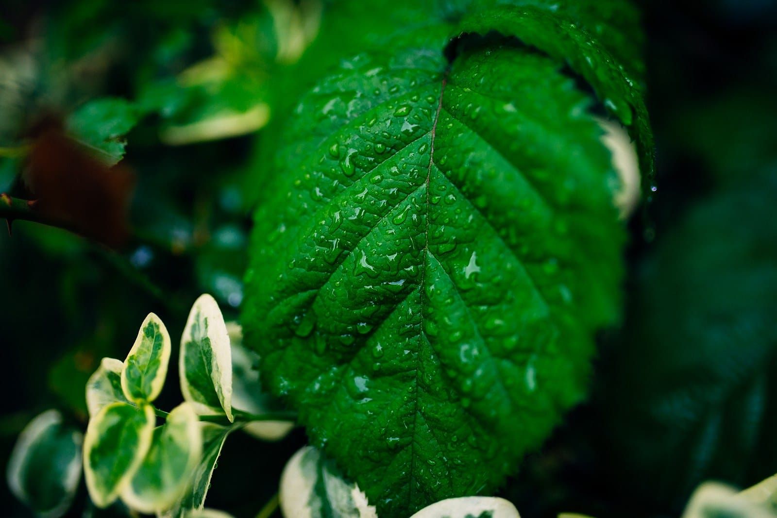Raindrops resting on a bright green leaf