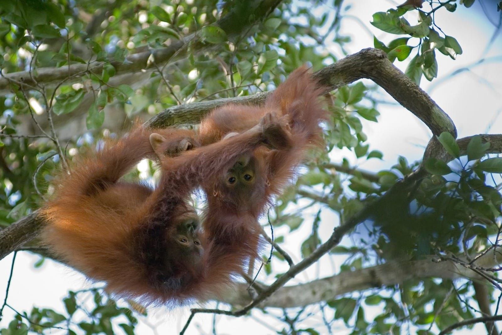 Two young orangutans hanging from a branch, wrestling in play