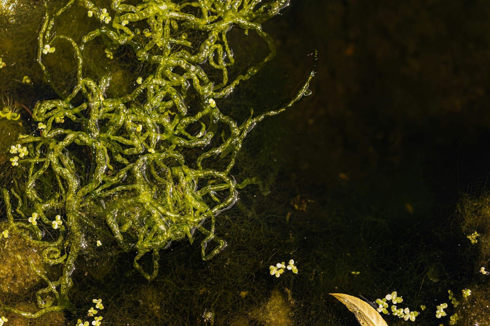 Bright green strands of algae floating in dark pond water
