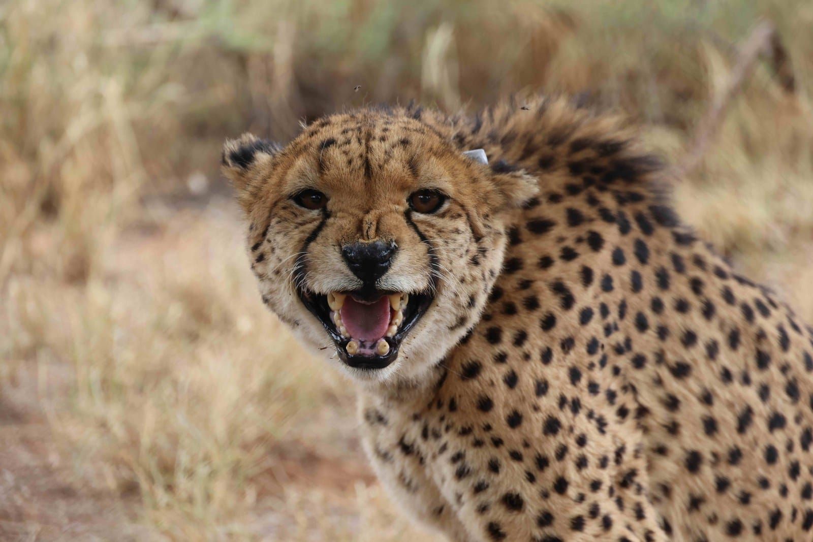 A cheetah in Namibia with an Icarus ear tag