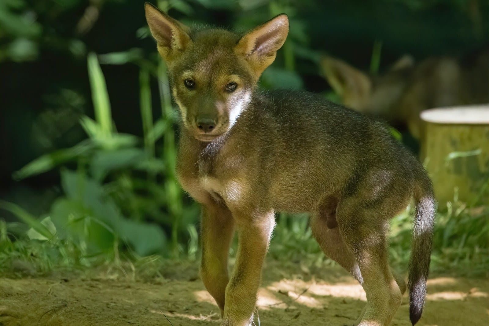 A five week old red wolf pup standing in green grass