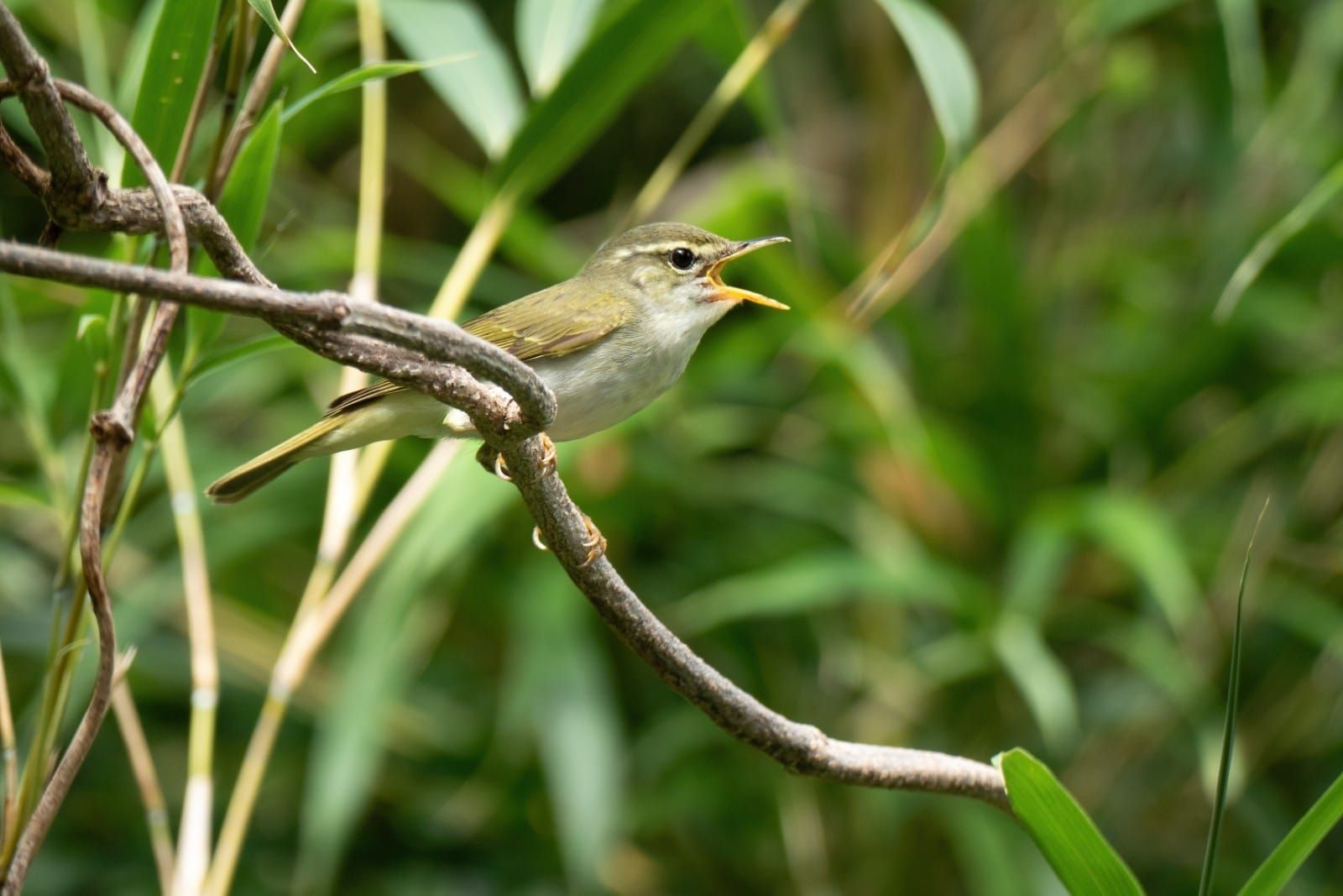 A small olive green warbler with its beak open in song, perched on a thin branch among bamboo leaves