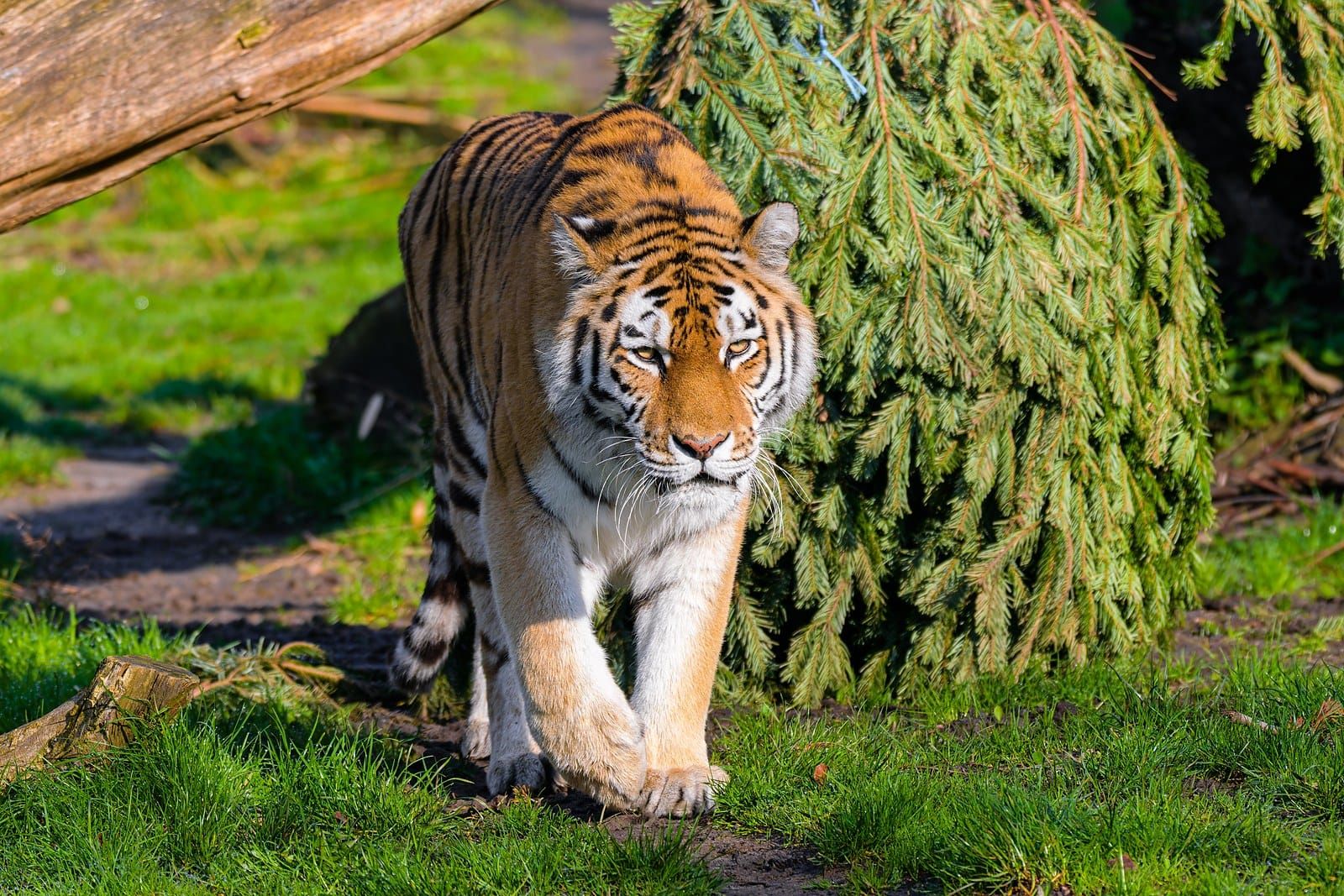 An Amur tiger walking through long grass