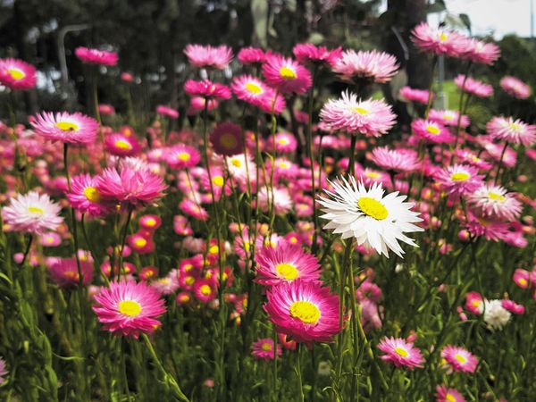 A carpet of pink and white everlasting daisies in Western Australia