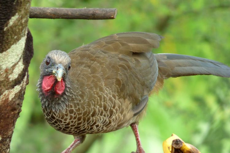 A Colombian Chachalaca, a large brown bird found only in Colombia, perched in tropical dry forest