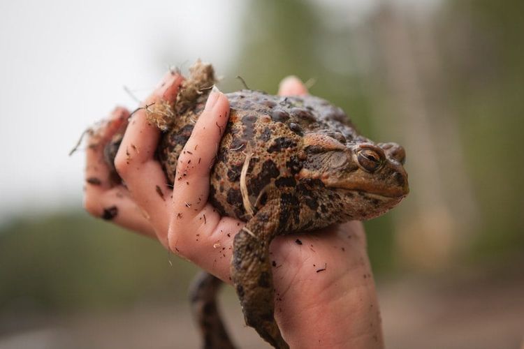 A person holding a frog gently in an open muddy hand