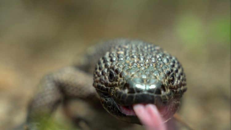 A close portrait of a Guatemalan beaded lizard, the nino dormido, tasting the air with its tongue