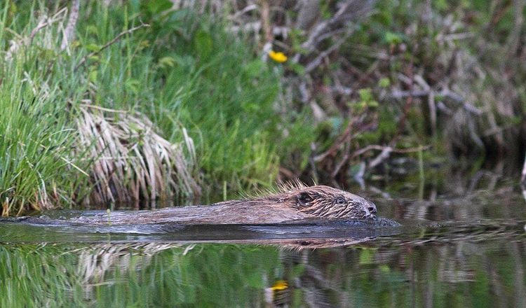 A wild Eurasian beaver swimming along a grassy river bank